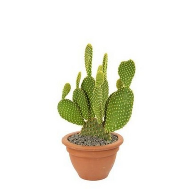 Cactus Opuntia Plant - Prickly pear or Pear Cactus